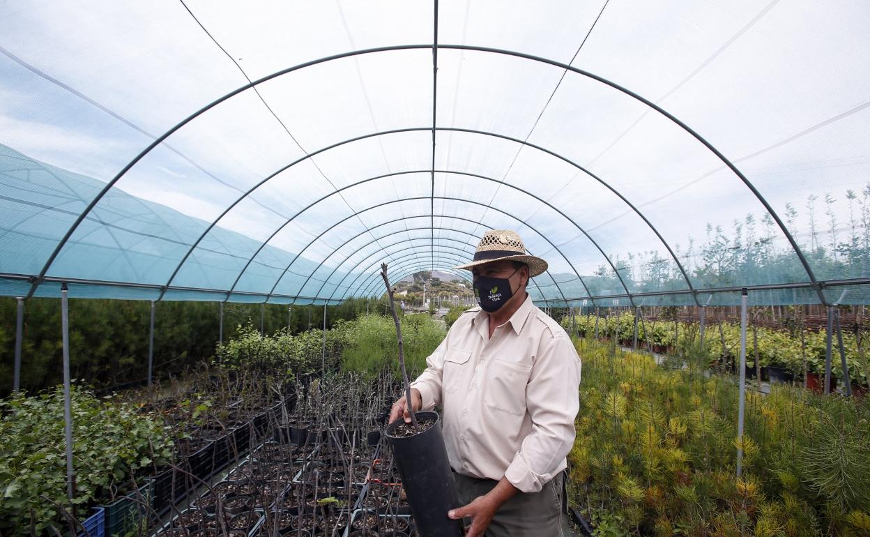 El vivero donde nacen los parques de Málaga Diario Sur